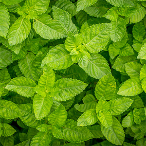 mentha arvensis rect 40%, soluble