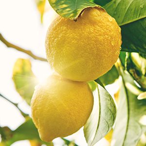 lemon oil phase-lemon essence