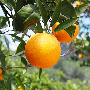 naranja espaÑola