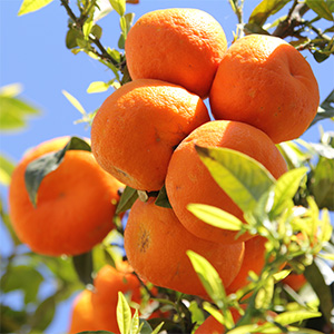 naranja brasil