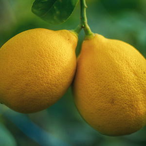 lemon oil 5fold-adasu